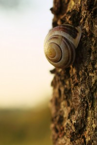 jplenio SDIM5526 1 big